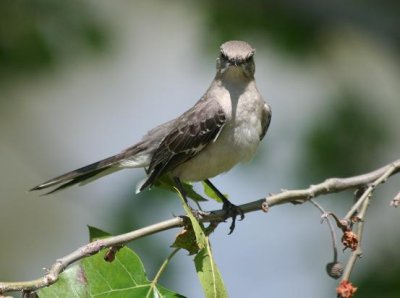 N. Mockingbird with an attitude; backyard