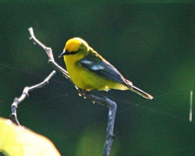 Blue-winged Warbler; Saline County