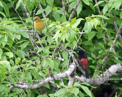 male and female Orchard Orioles; Wapanocca