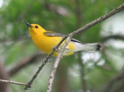 Prothonotary Warbler; Wapanocca