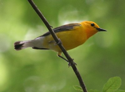 Prothonotary Warbler; Bell's Slough