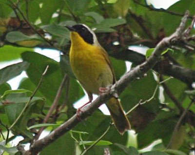 Common Yellowthroat male; Bell's Slough