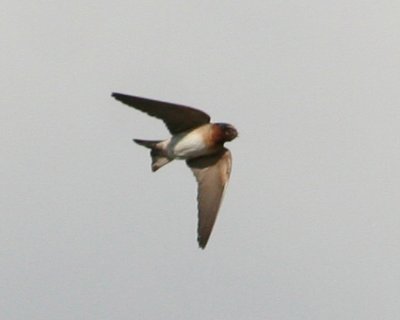 Cliff Swallow