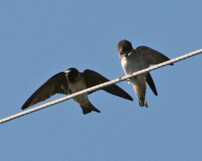 adult and juvenile Cliff Swallows