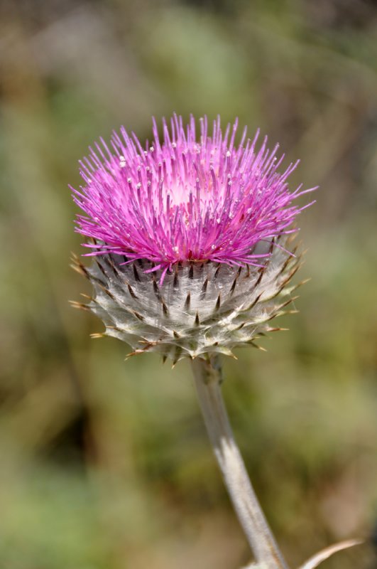 Thistle - DSC_8357.jpg
