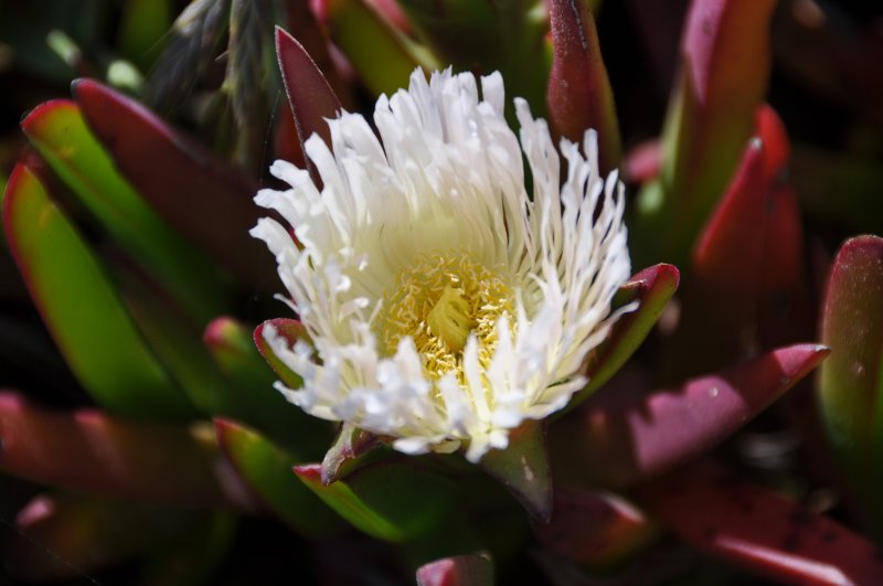 Wild Flower - DSC_8360.jpg