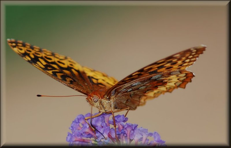 Butterfly3