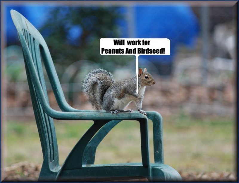 Pnut patrol