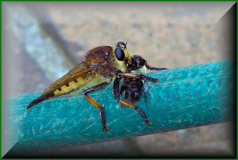 Robber Fly