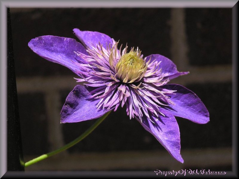 clematis