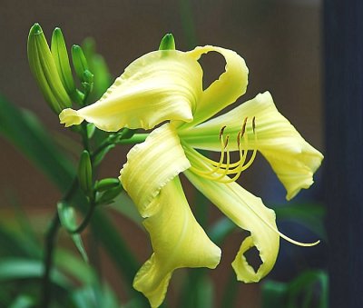 Spider Miracle