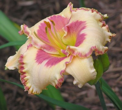Gaskin Seedling