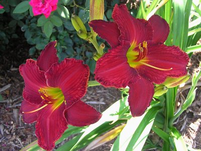 Red Volunteer