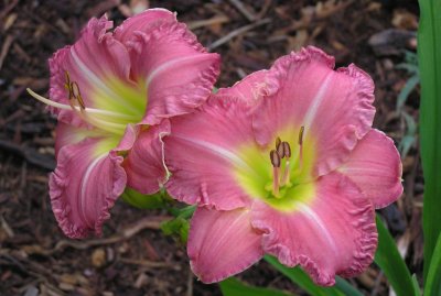 NO-ID- Bloom ..Unfortunately, I do not know the name of this particular cultivar