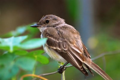 I believe this is an Eastern Phoebe ( But, I could be wrong)