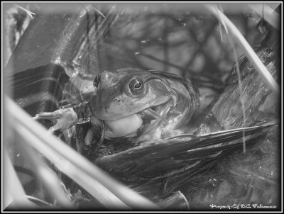 Caught ....Though most people wouldnt think so, frogs Do eat birds given the chance