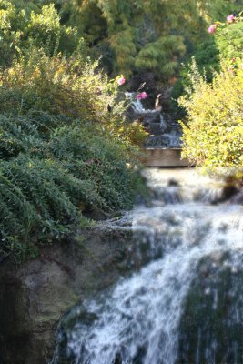  Chicago Botanical