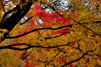 Morton Oberetum, Lisle Illinois - 2007
