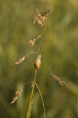 insect