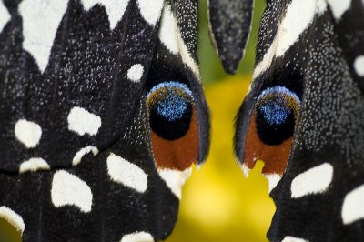 jardin_botanique_papillons_2008