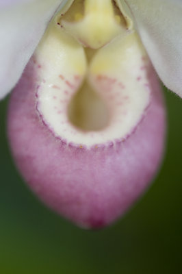 jardin_botanique_papillons_2008
