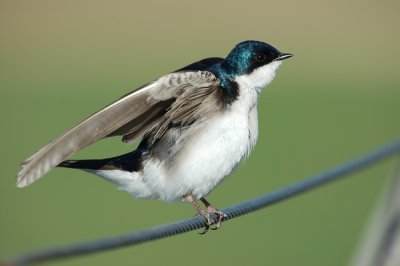 birds