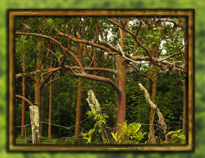Road to Hana - Trees and Moss