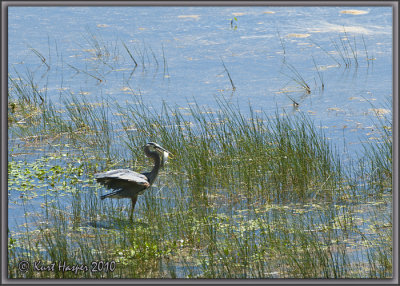 FLG03 Lake Mary: Great Blue Heron