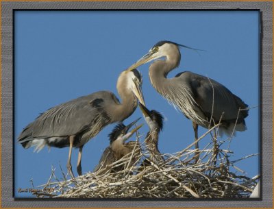 GBHs: Breakfast On A Limb