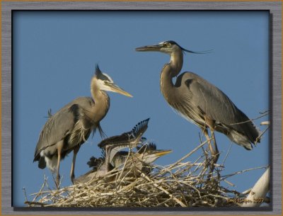 GBGs: Hey Mildred, You're the one who wanted kids!