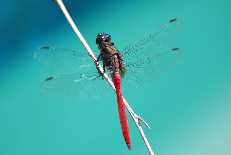 Dragonfly