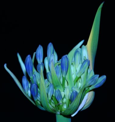 The Night Shows my Best Colours