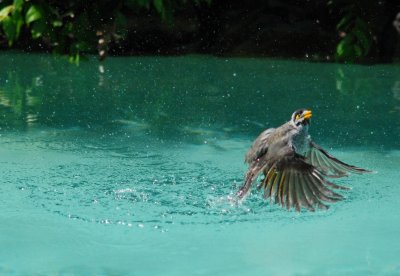 Noisy Minor takes a Bath