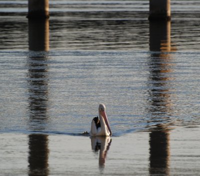 Pelican Symmetry. The Entrance, NSW. Australia