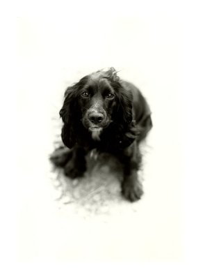 Le chien_Tirage.bmp