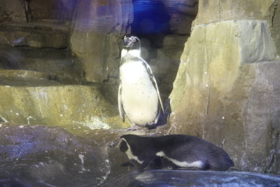 PENGUIN IN DISCOVERY CENTRE