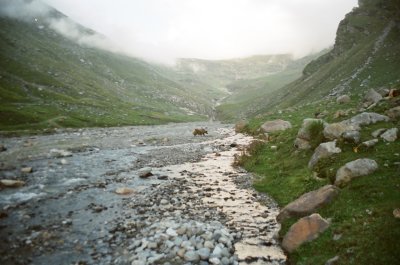 Yak by the river
