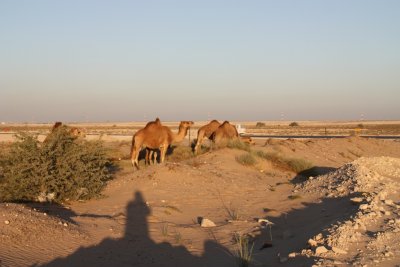CAMELS AT AL SAMHA