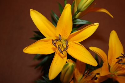 YELLOW LILY AT HOME
