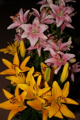 PINK & YELLOW LILY AT HOME IN AL SAMHA EAST