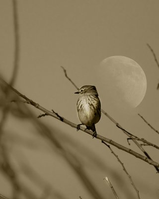 Yellow-rumped Warbler (Myrtle)