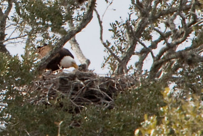 Bald Eagle with Chicks