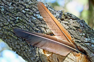 Feather Two Tree