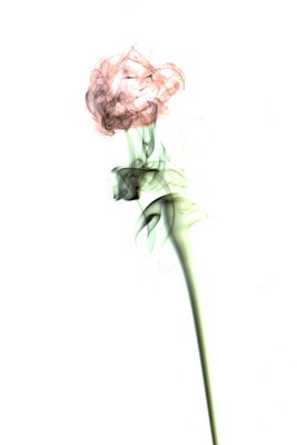 Smoke Rose