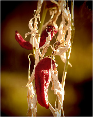 Wilted Chilis