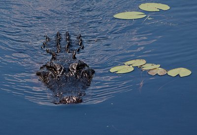 Gator_Aransas_refuge_cbarbour_MG_0829.jpg