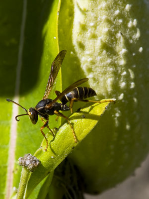 hornet stare