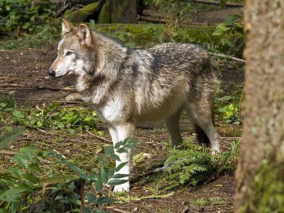 wolf in thought