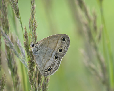 butterflies_and_moths