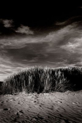 Terschelling dunes